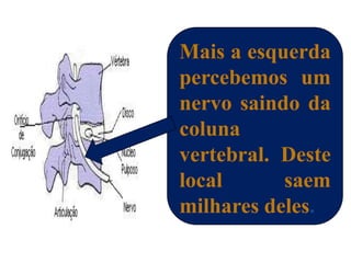 Mais a esquerda
percebemos um
nervo saindo da
coluna
vertebral. Deste
local      saem
milhares deles.
 