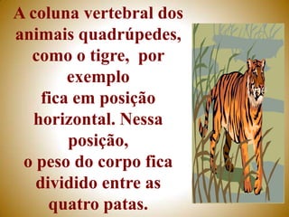 A coluna vertebral dos
animais quadrúpedes,
  como o tigre, por
        exemplo
    fica em posição
   horizontal. Nessa
        posição,
 o peso do corpo fica
   dividido entre as
     quatro patas.
 