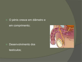 

O pénis cresce em diâmetro e
em comprimento;



Desenvolvimento dos
testículos;

 