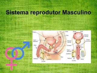 Sistema reprodutor Masculino
 