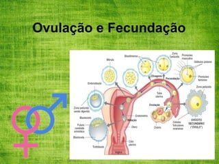 Ovulação e Fecundação
 