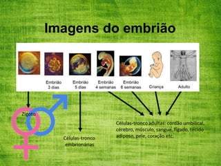Imagens do embrião
 