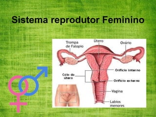 Sistema reprodutor Feminino
 