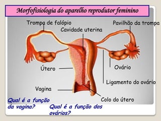 Morfofisiologia do aparelho reprodutor femininoClítorisMonte de vénusOríficio urinárioO que é a vulva?HímenGrandes lábiosPequenos lábios
