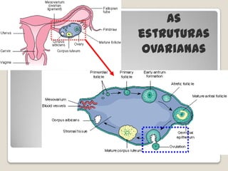 Morfofisiologia do aparelho reprodutor femininoPavilhão da trompaTrompa de FalópioÚteroCavidade uterinaColo do úteroVagina