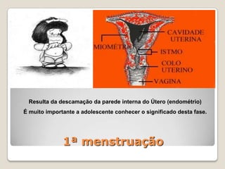 Produzido nos ovários.Desde a puberdade (11/13 anos) até à menopausa (50 anos aproximadamente).Transporta as características da mãe.CÉLULA SEXUAL FEMININA: OVÓCITO (óvulo)