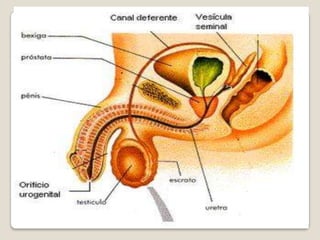 Quando os restos de sangue e da mucosa uterina entram em contacto com o ar, produzem um odor que pode ser desagradável aos outros. É possível que não se dê por isso, uma vez que se acostuma facilmente aos nossos odores.