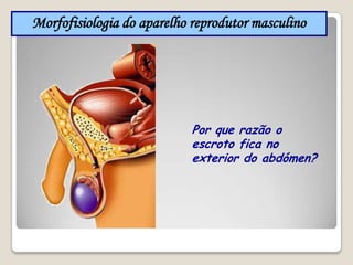 Tampões( Não se  deve depositar os pensos higiénicos na sanita, depositar sempre num caixote )