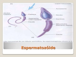 É vulgarmente chamada de período.