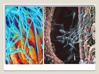 Ocorre, em média, de 28 em 28 dias.