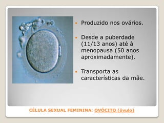 Sistema Reprodutor feminino – Ciclo ovárico<br />