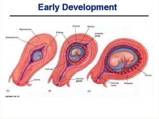 Morfofisiologia do aparelho reprodutor masculino<br />O esperma e a urina misturam-se alguma vez?<br />Corpo cavernoso<br ...