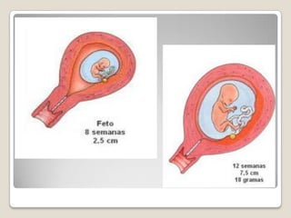Morfofisiologia do aparelho reprodutor masculino<br />Por que razão o escroto fica no exterior do abdómen?<br />