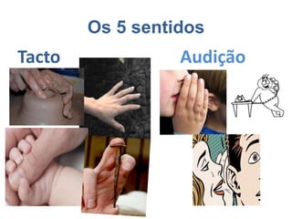Os 5 sentidos
Tacto Audição
 