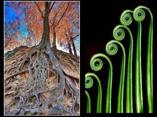 “ Mas nenhum professor jamais chamou a minha atenção para a beleza de uma árvore,  ou para o curioso das simetrias das folhas.” 