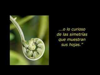 ...o lo curioso de las simetrías que muestran sus hojas.” 