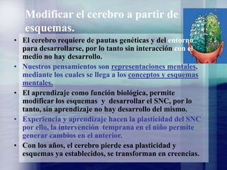Modificar el cerebro a partir de
esquemas.
• El cerebro requiere de pautas genéticas y del entorno
para desarrollarse, por lo tanto sin interacción con el
medio no hay desarrollo.
• Nuestros pensamientos son representaciones mentales,
mediante los cuales se llega a los conceptos y esquemas
mentales.
• El aprendizaje como función biológica, permite
modificar los esquemas y desarrollar el SNC, por lo
tanto, sin aprendizaje no hay desarrollo del mismo.
• Experiencia y aprendizaje hacen la plasticidad del SNC
por ello, la intervención temprana en el niño permite
generar cambios en el anterior.
• Con los años, el cerebro pierde esa plasticidad y
esquemas ya establecidos, se transforman en creencias.
 