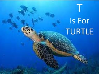 T Is ForTURTLE