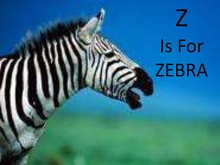 ZIs For ZEBRAZIs For ZEBRA