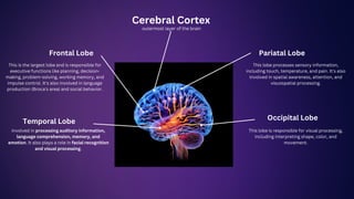 THEORIES OF COGNITIVE DELOPMENT WITH HUMAN BRAIN FUNCTIONS IN COGNITION ...