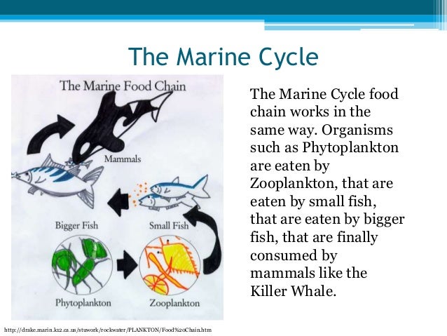 education311 ids slidesharefoodchain doc how the food chain works