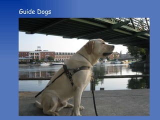 Freedom Guide Dogs for Kids | PPT
