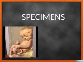 SPECIMENS
 