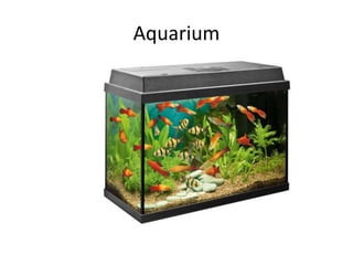 Aquarium
 