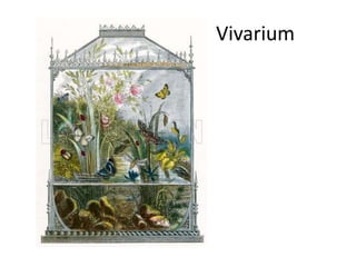 Vivarium
 