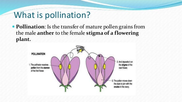 Life Cycle Of A Flowering Plant