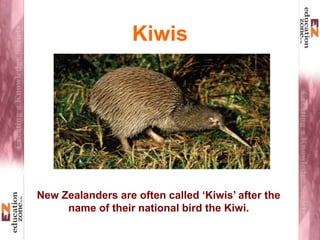 Kiwis
New Zealanders are often called ‘Kiwis’ after the
name of their national bird the Kiwi.
 