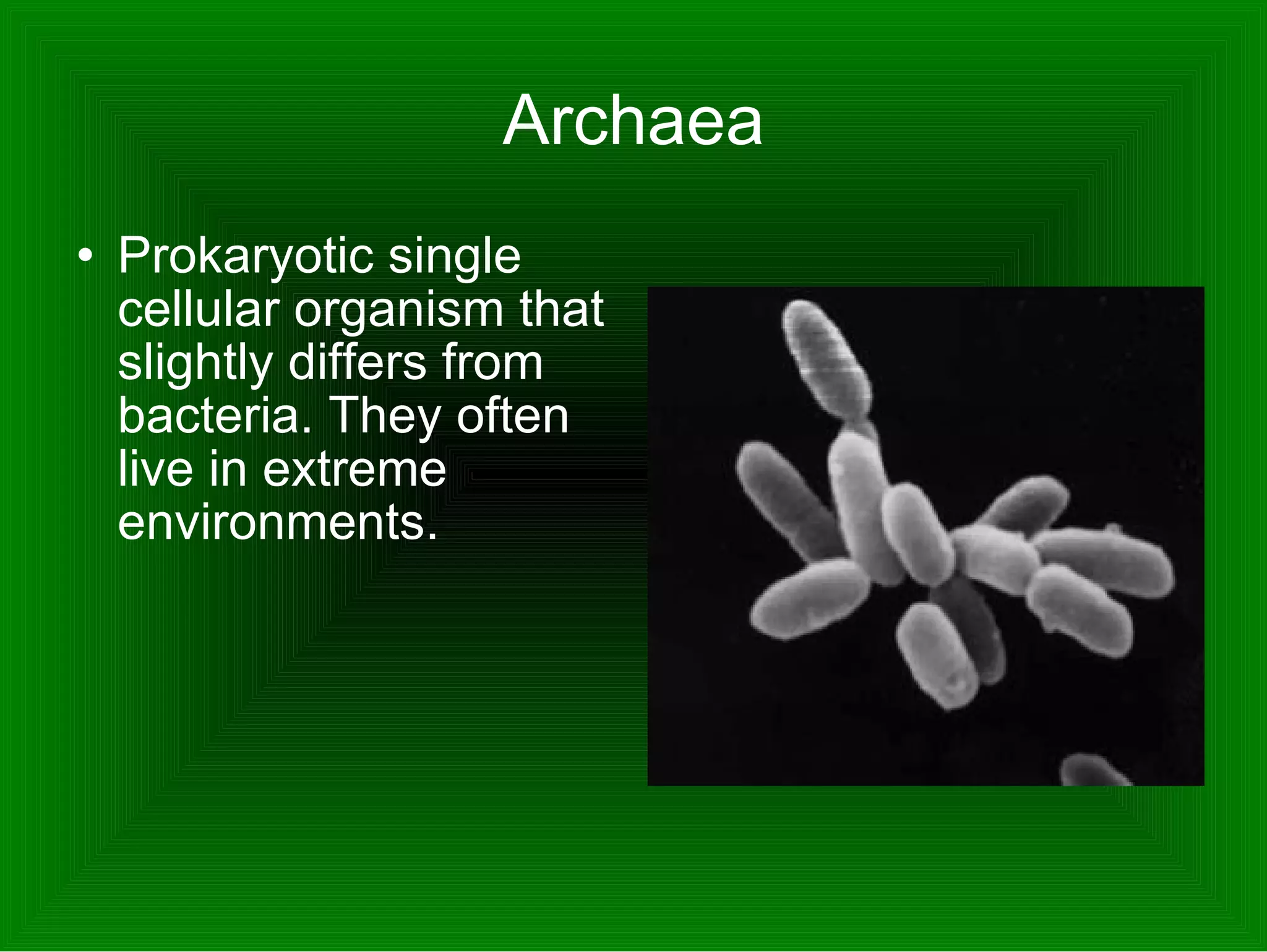 Archaea Prokaryotic single cellular organism that slightly differs from bacteria. They often live in extreme environments.  