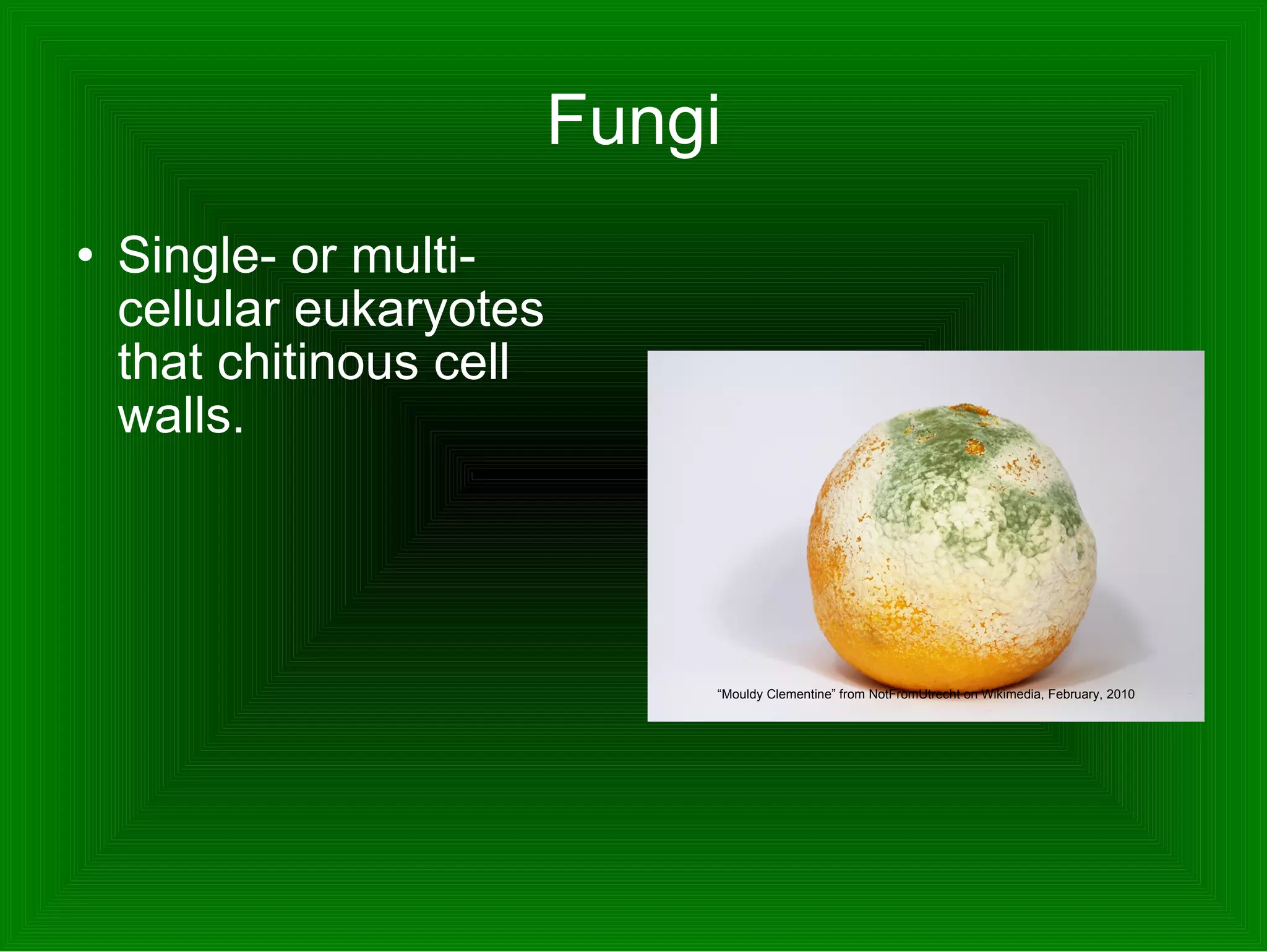 Fungi Single- or multi-cellular eukaryotes that chitinous cell walls. “ Mouldy Clementine” from NotFromUtrecht on Wikimedia, February, 2010 