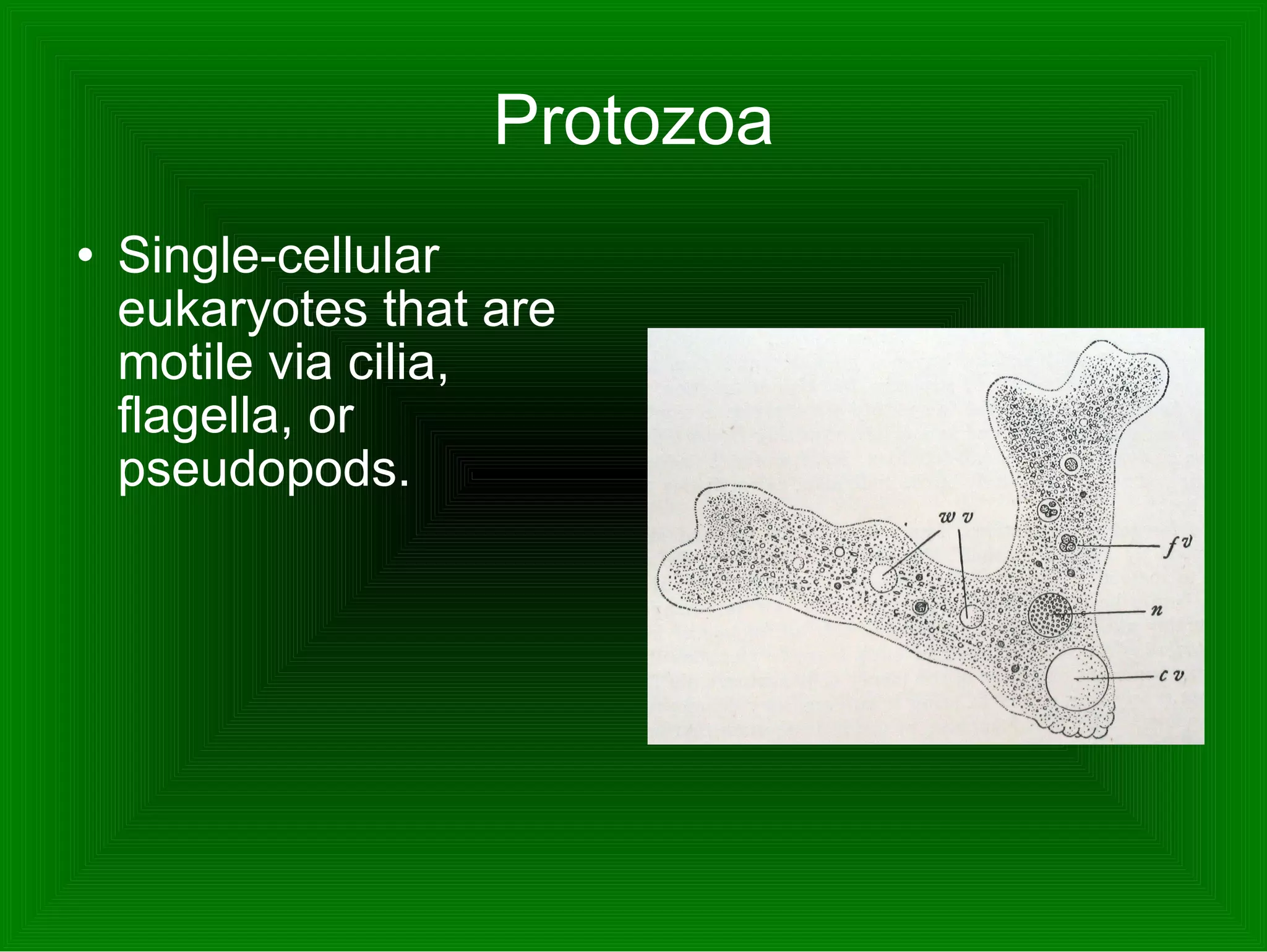 Protozoa Single-cellular eukaryotes that are motile via cilia, flagella, or pseudopods.  