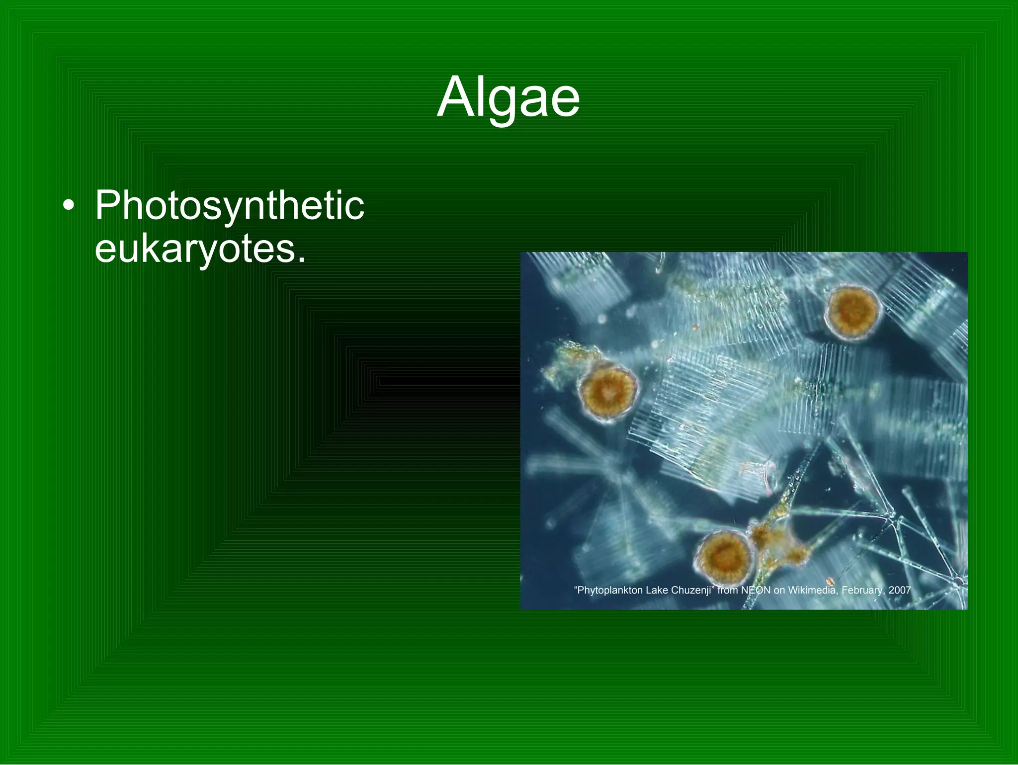 Algae Photosynthetic eukaryotes.  “ Phytoplankton Lake Chuzenji” from NEON on Wikimedia, February, 2007  