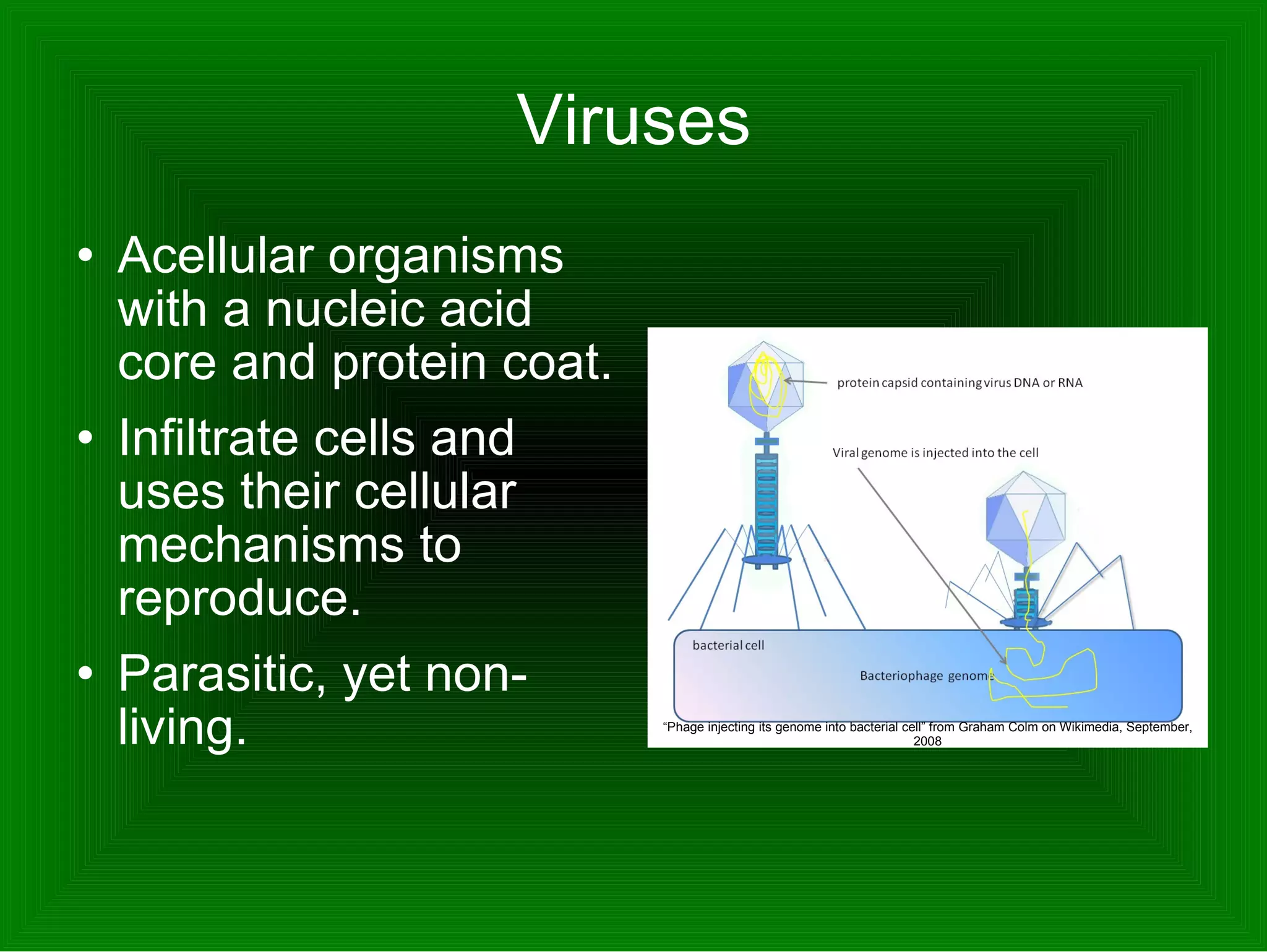 Viruses Acellular organisms with a nucleic acid core and protein coat.  Infiltrate cells and uses their cellular mechanisms to reproduce.  Parasitic, yet non-living. “ Phage injecting its genome into bacterial cell” from Graham Colm on Wikimedia, September, 2008 