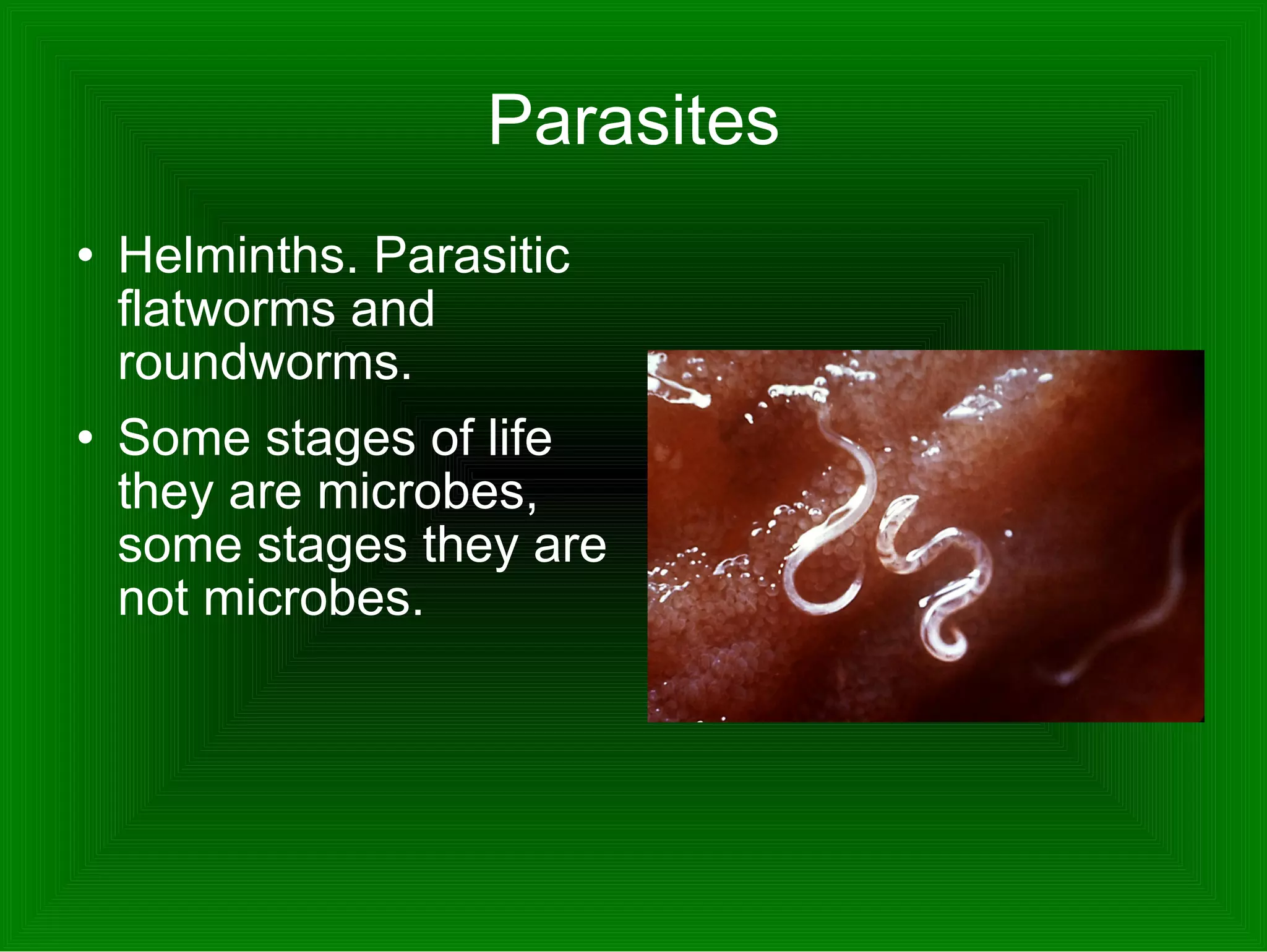 Parasites Helminths. Parasitic flatworms and roundworms.  Some stages of life they are microbes, some stages they are not microbes.  