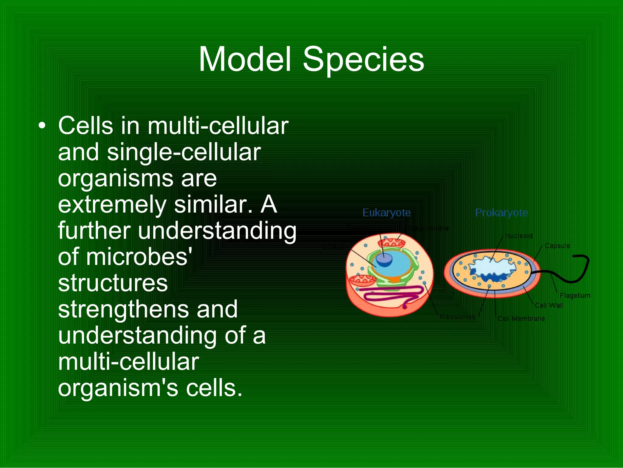 Model Species Cells in multi-cellular and single-cellular organisms are extremely similar. A further understanding of microbes' structures strengthens and understanding of a multi-cellular organism's cells.  