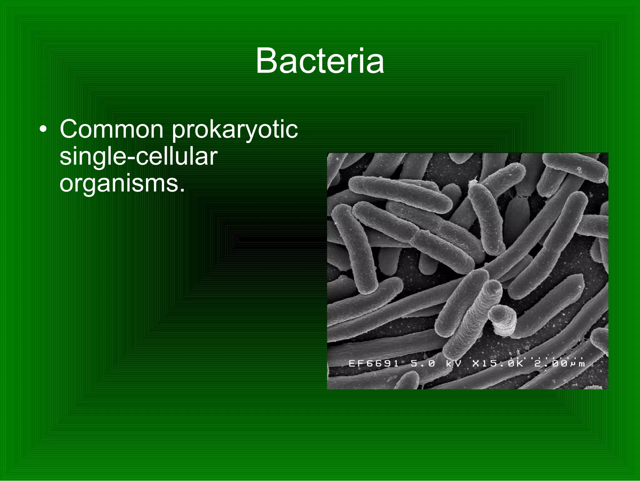 Bacteria Common prokaryotic single-cellular organisms.  