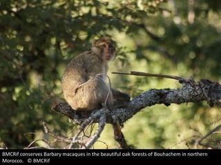 BMCRif conserves Barbary macaques in the beautiful oak forests of Bouhachem in northern
Morocco. © BMCRif
 