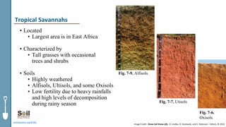 • Located
• Largest area is in East Africa
• Characterized by
• Tall grasses with occasional
trees and shrubs
• Soils
• Highly weathered
• Alfisols, Ultisols, and some Oxisols
• Low fertility due to heavy rainfalls
and high levels of decomposition
during rainy season
soils4teachers.org/KSKL
Tropical Savannahs
Fig. 7-9. Alfisols.
Fig. 7-7. Utisols
Fig. 7-6.
Oxisols.
Image Credit: Know Soil Know Life, D. Lindbo, D. Kozlowski, and C. Robinson - Editors, © 2012
 