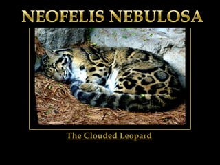 NEOFELIS NEBULOSA The Clouded Leopard 