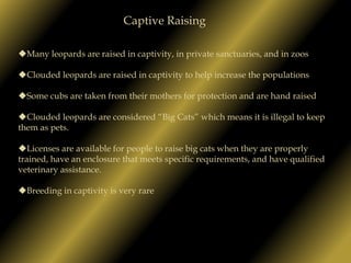 Physical Characteristics  		        Continued…Clouded leopards have short legs