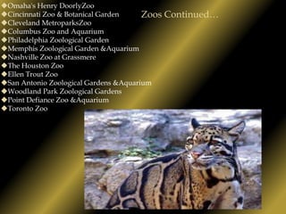 Their powerful legs and paws, sharp claws and flexible ankles allow the Clouded leopard to climb down head first as needed Physical Characteristics            Continued…A Clouded leopard’s tail is approximately the length of it’s body from head to rear. 