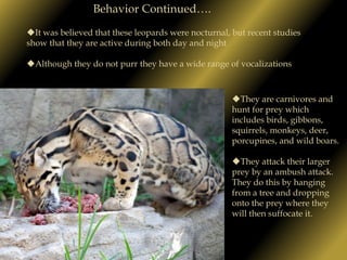 These spots tend to be more solid around the paws, tail, and face.