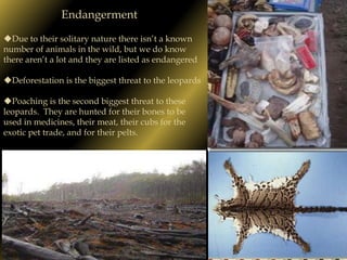 These leopards are the smallest member of the “Big Cat” classification. 					Males			FemalesTorso Length	      2.7’-3.6’	               2.25’-3’Weight		             40-51 lbs		       33-40 lbsShoulder		     9-16”			       9-16” height