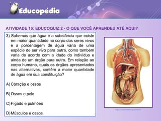 ATIVIDADE 16: EDUCOQUIZ 2 - O QUE VOCÊ APRENDEU ATÉ AQUI?
3) Sabemos que água é a substância que existe
em maior quantidade no corpo dos seres vivos
e a porcentagem de água varia de uma
espécie de ser vivo para outra, como também
varia de acordo com a idade do indivíduo e
ainda de um órgão para outro. Em relação ao
corpo humano, quais os órgãos apresentados
nas alternativas, contêm a maior quantidade
de água em sua constituição?
A) Coração e ossos
B) Ossos e pele
C)Fígado e pulmões
D)Músculos e ossos
http://colunistas.ig.com.br/
 