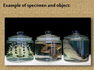 Example of specimen and object:
 