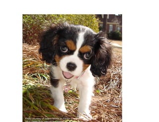 Photo courtesy of Jelene Morris on Flicker Creative Commons
https://www.flickr.com/photos/jelene/
 