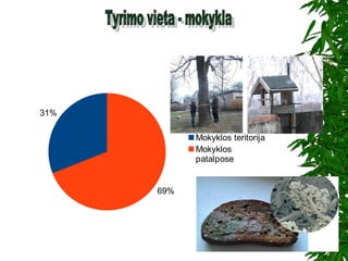 31%
69%
Mokyklos teritorija
Mokyklos
patalpose
 